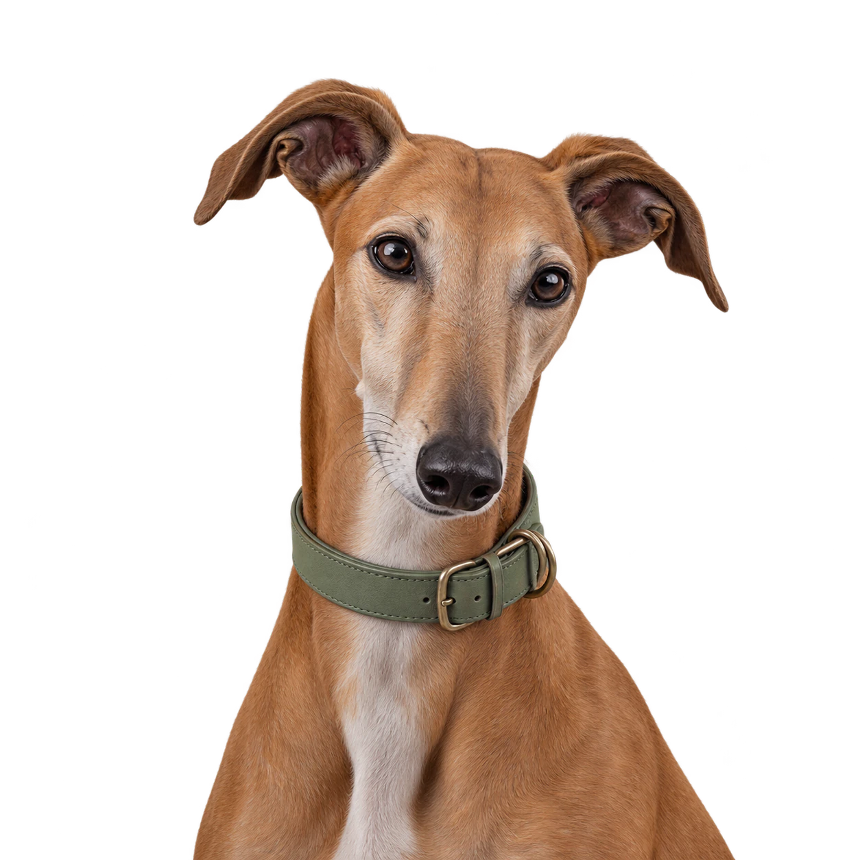 A dog avatar with a cohesive palette example