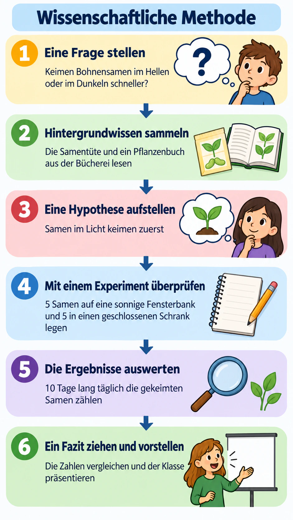 Beispiel: Infografik zu den Schritten der wissenschaftlichen Methode